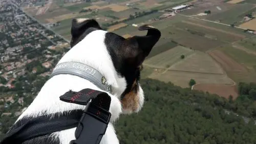 Un temps de chien