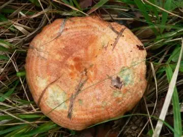 Triathlon : St-André/Champignons/Aiguines