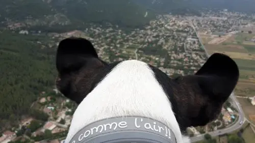 Un temps de chien