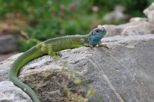 NOEL DANS LES CALANQUES