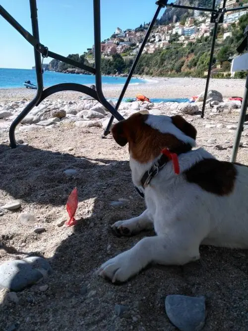 Roquebrune mon Amour