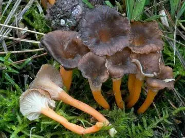 Triathlon : St-André/Champignons/Aiguines